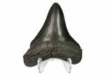 Fossil Megalodon Tooth - Georgia #159745-2